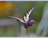 Swallowtail Butterfly Nature Photo Greeting/Note Card