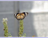 Leopard Lacewing Butterfly Nature Photo Greeting/Note Card