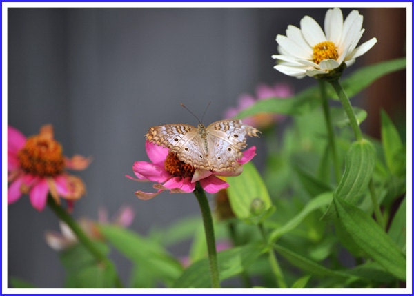 White Peacock Butterfly Nature Photo Greeting/Note Card