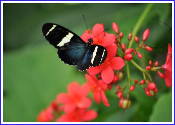 Sara Longwing Butterfly Nature Photo Greeting/Note Card