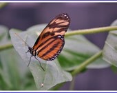 Tiger Longwing Butterfly Nature Photo Greeting/Note Card