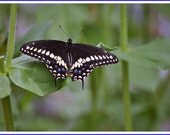 Black Swallowtail Butterfly Nature Photo Greeting/Note Card