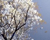 Pale Blue Photo-Flutter-5x5 Inch Fine Art Nature Photography Print of ethereal blue grey and silver white tree