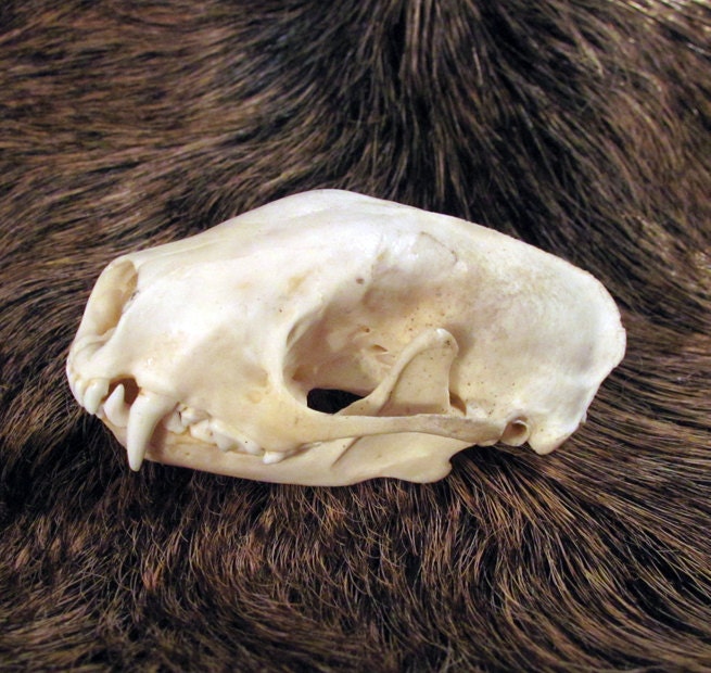Perfect Beautiful Real Skunk Skull