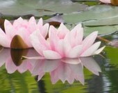 Floating Reflections-Matted and Ready to Frame-Original Photograph of Pink Water Lilies
