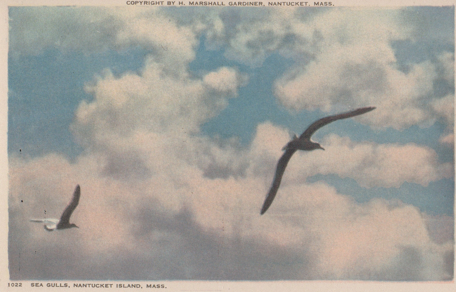 Sea Gulls, Nantucket Post Card, H. Marshall Gardiner.