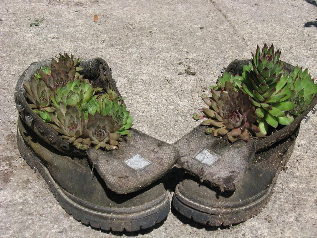HENS AND CHICKS,  6 plants, order now for spring shipping, perennial, spreads, drought tolerant, rock garden