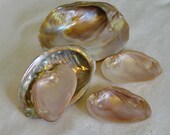 5 Lustrous Mother of Pearl ABALONE SEA SHELLS, Fabulous Ocean Beach Treasures, Polished Natural Colors, Collage, Aquarium