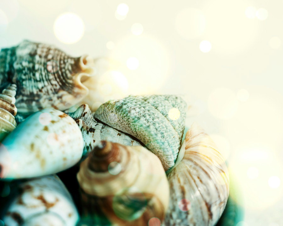 Sea Shells in bowl - 8x10 Fine Art Print