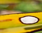 Yellow and green abstract photography, foliage, nature, 8x8 photographic print, colorful. Free domestic shipping.