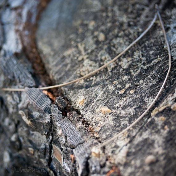 Needles on wood, gray art, nature photography, 4x4 photographic print. Free domestic shipping.
