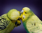 English Budgie Pair color photography pet portrait 8 x 10 art print