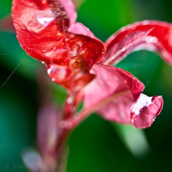 Nature photography, leaf curl, red and green, wall art, 8x8 print. Free domestic shipping.