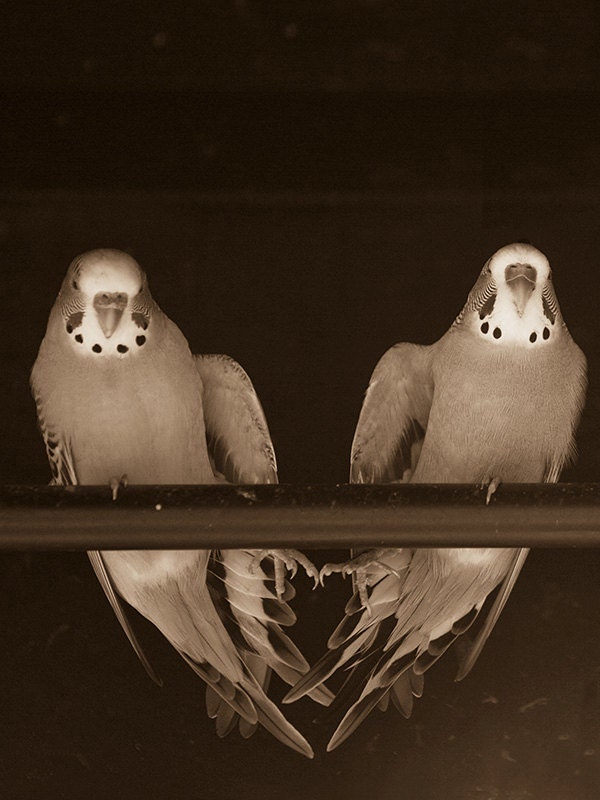 Syncronized stretching of two Parakeets.