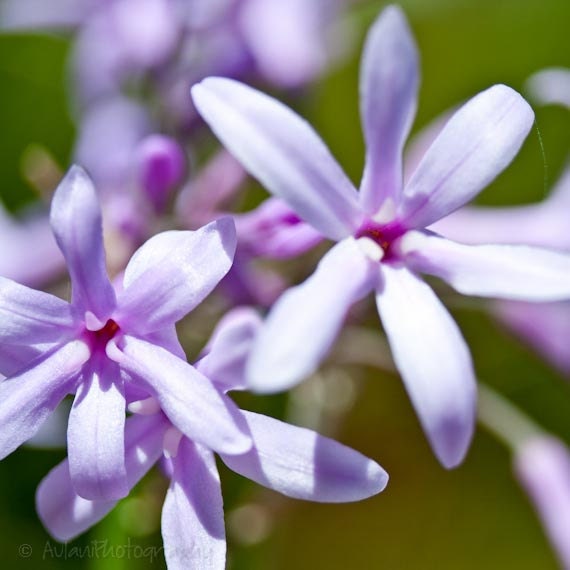 Plum colored flower picture, 8x8 print, flower photography, purple, close-up, wall art, decor. Free domestic shipping.