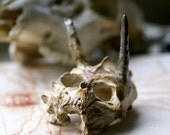 unidentified mammal skull 2