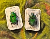 OVERSTOCK: 2 Green Flower Beetles Ischiopsopha dives