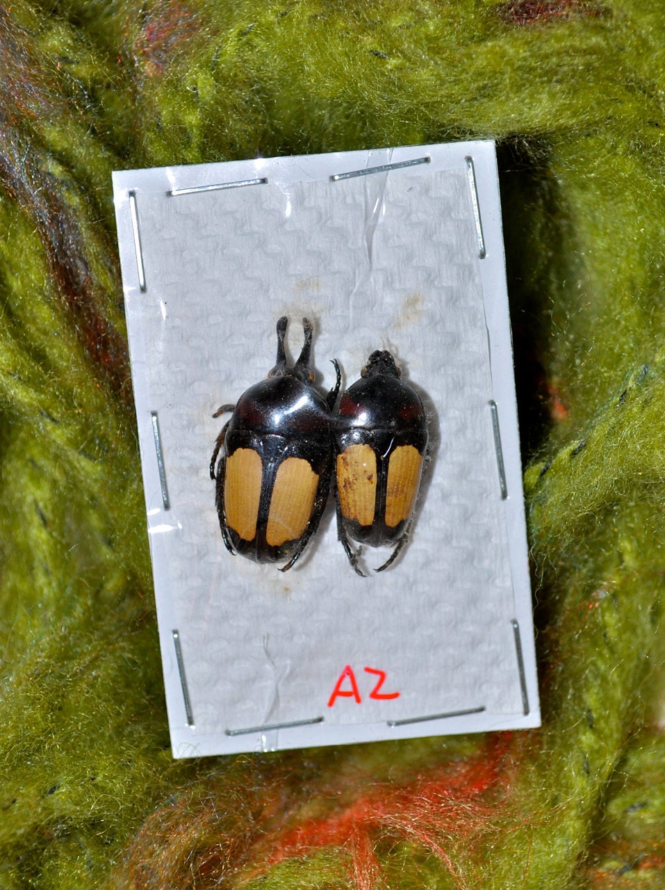 OVERSTOCK: Pair of Long Horned Flower Beetles Dicheros bicornis