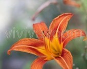 Orange lily flower bursting close-up photograph 8 x 10