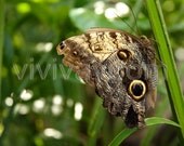 Brown spotted butterfly on blade of grass photograph 8 x 10