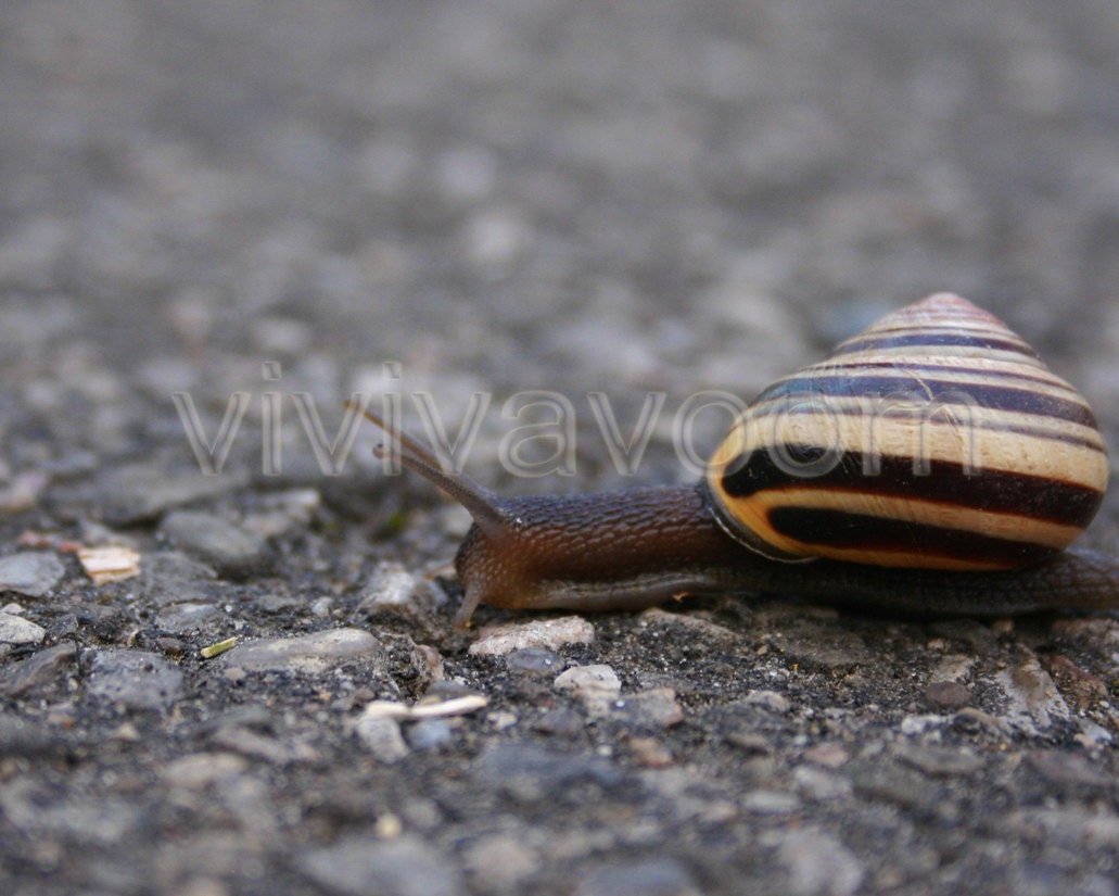 Close-up slippery snail with black and yellow striped shell on concrete photograph 8 x 10