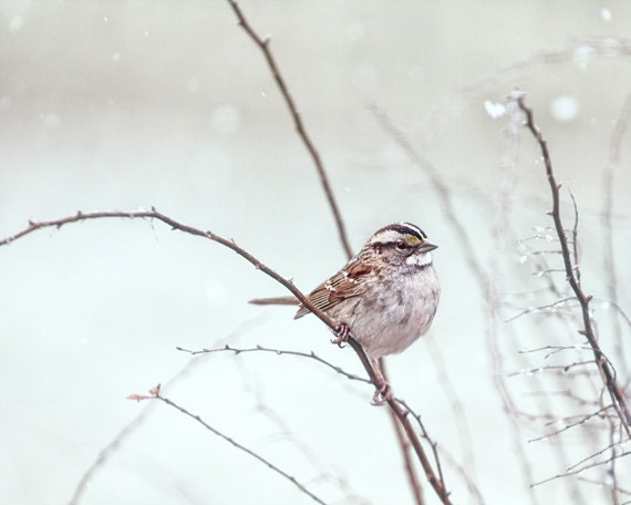 Bird photograph, sparrow, fine art animal print - 8x10 - White-Throated Sparrow
