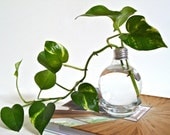 Lightbulb Vase with Clear Base / Spring Light Bulb Home Decor (Without Plant)