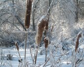Iced Cattails 8 x 10 Fine Art Photography Print Glossy finish