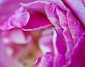 Spring rose, nature photography, pink purple decor, 4x4, fun print. Free domestic shipping.