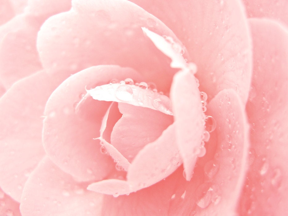 pink . raindrops on soft pink camellia modern minimal whimsical macro photography fine art photograph . 8 x 10 print - deborahgwinnetc