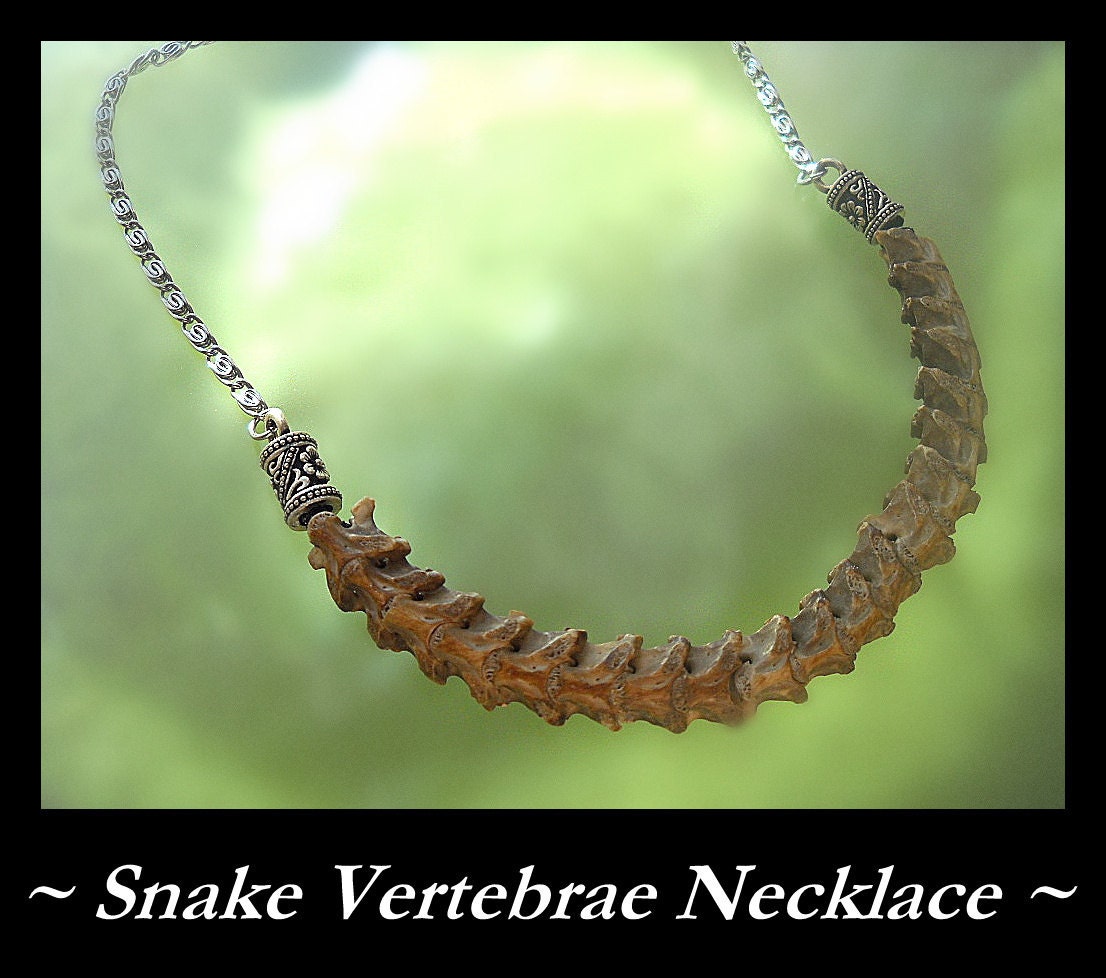 Snake Vertebrae - Real Snake Bones - Snake Spine Necklace