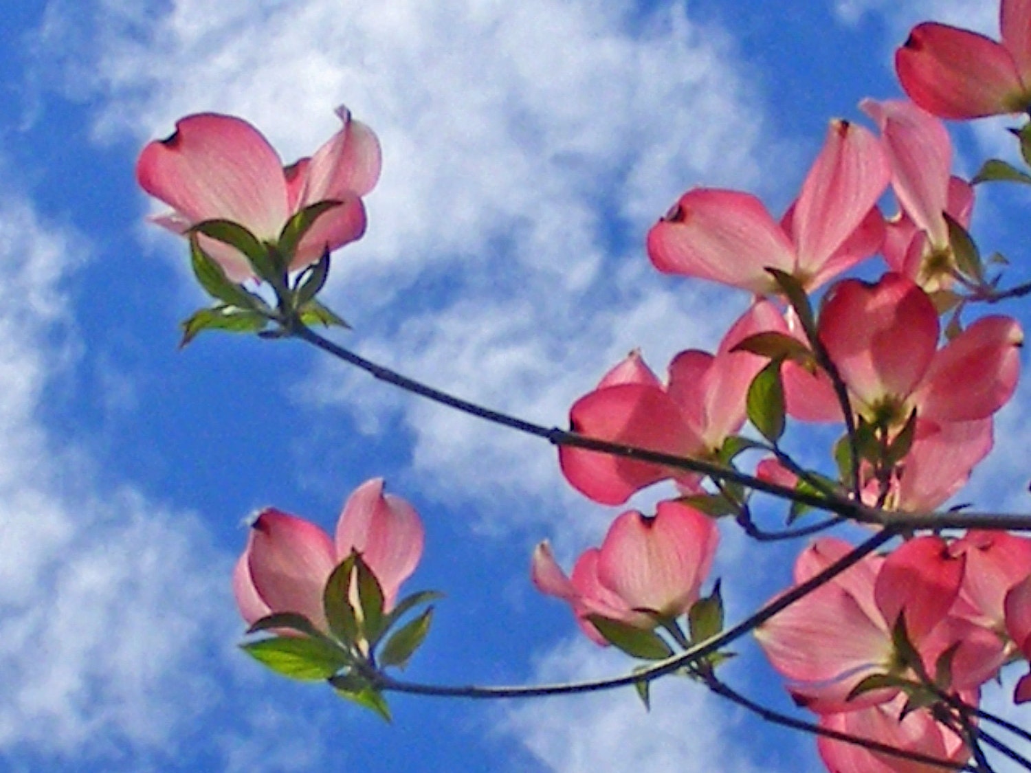 Blooming Pink Dogwood-Matted and Ready to Frame-Original Photography