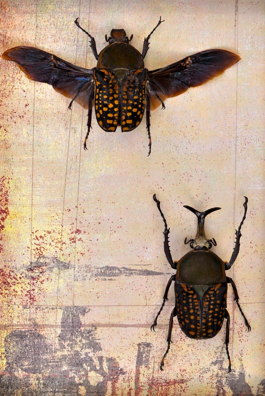African Horned Flower Beetles Framed Display  OOAK