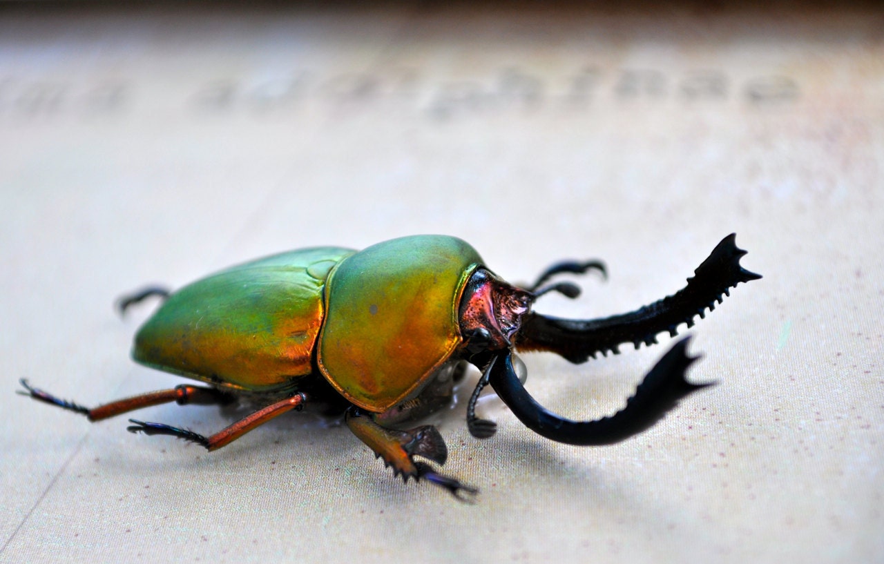 Metallic Sawtooth Beetle Insect Art Display  OOAK