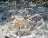 Snow and Ice Beauty Fine Art Photograph Print Glossy