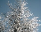 Naturally Glittering Ice No 2 Fine Art Photograph Print Glossy