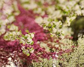 cherry trees,cherry blossoms,apple tree,honeysuckle pink,white flowers,cottage garden,spring,tree branch,wall art trees