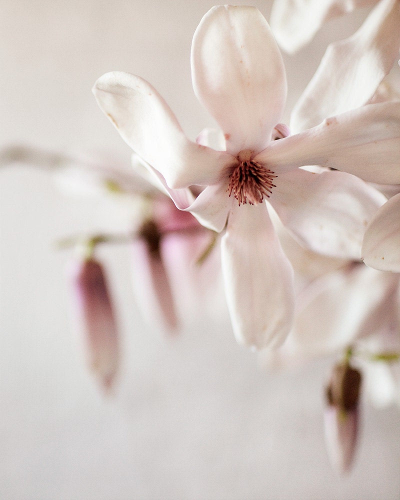 Magnolia no. 4330