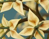 Origami Bonsai called Two Headed Blonde