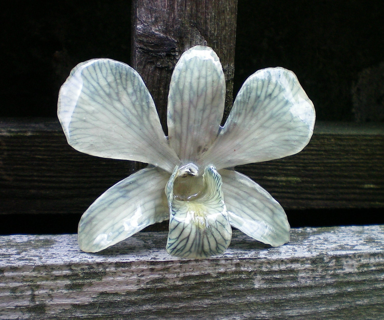 Real Natural Dusty Grey and Teal Blue ORCHID Pendant and Pin