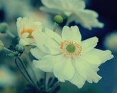 Gardens, Flowers, Anemones, White, Blue, Floral, Summer, Fine Art Photography, Home Decor