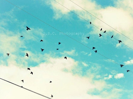 Bird Photo. Blue Sky Photo "Flight" 8.5 x 11inch photo. Blue Sky. White Clouds. Birds. Wire. Bright. summer. spring