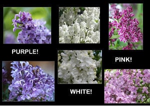 30 Lilac Bush Tree Plant Wholesale Mixed Lot Pink Red Purple White live healthy