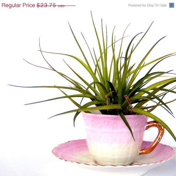 Coffee, Tea or Air Plant - Cottage Chic Decorating
