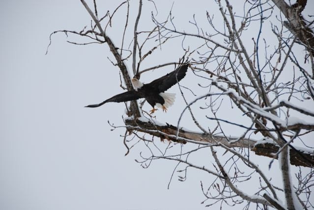 Bald Eagle Winter Tree Taking Flight