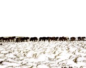 Icelandic Horses