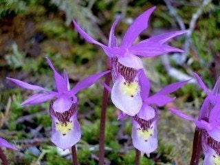 Fairy Slipper Family Wild Orchid Photograph Greeting Card