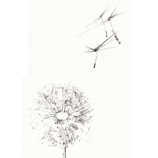 Drawing of a Plant Dandelion with blowing seeds From EndlessDrawings