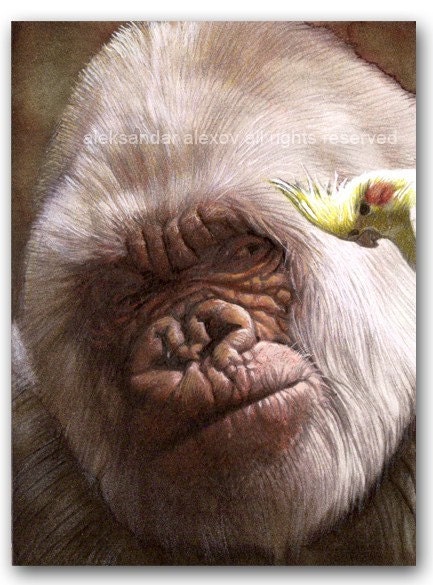 Albino Gorilla and Yellow Parrot ACEO Print