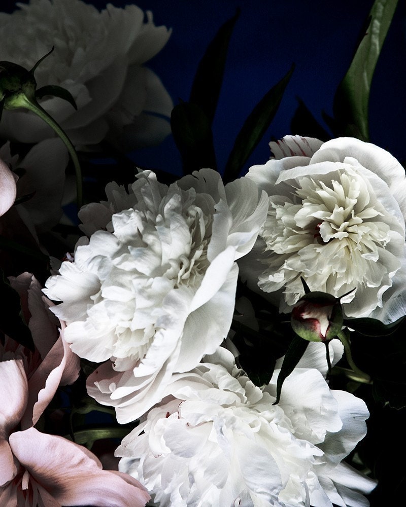 Peony No. 5780